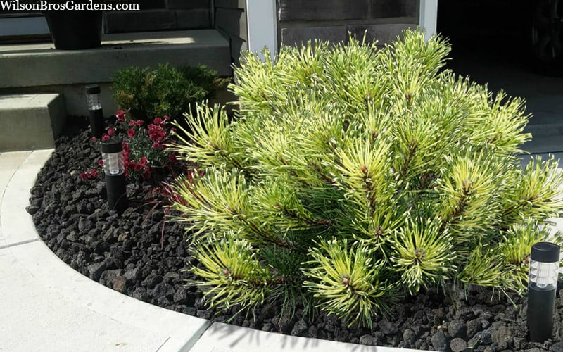  Sunshine Mugo Pine - 2 Gallon Pot