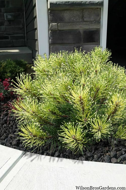  Sunshine Mugo Pine - 2 Gallon Pot