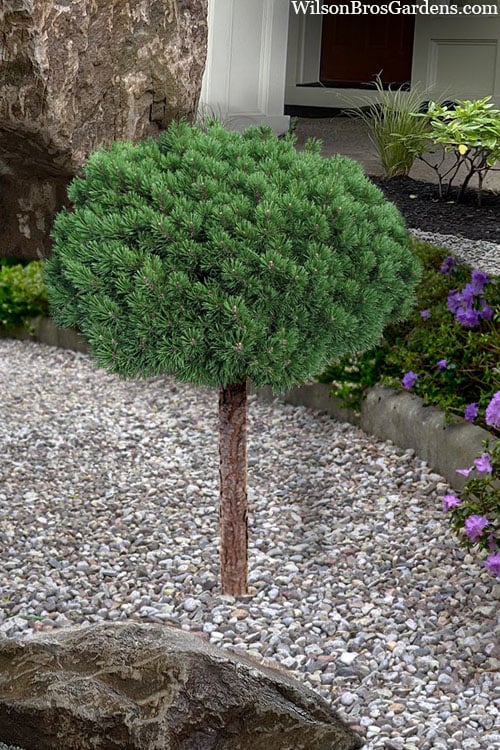  Valley Cushion Mugo Pine Single Trunk Topiary Tree - 1 Gallon Pot