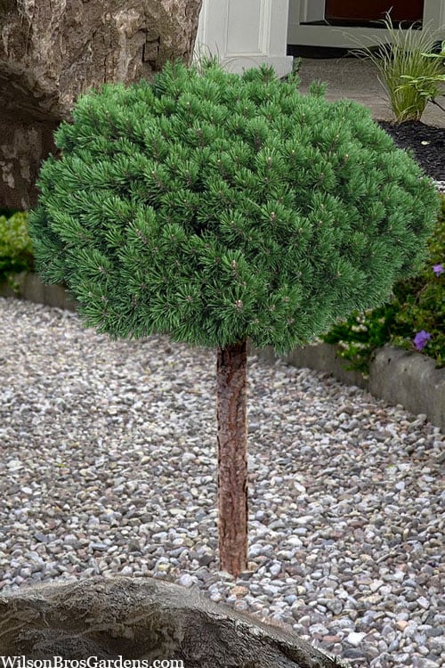  Valley Cushion Mugo Pine Single Trunk Topiary Tree - 1 Gallon Pot