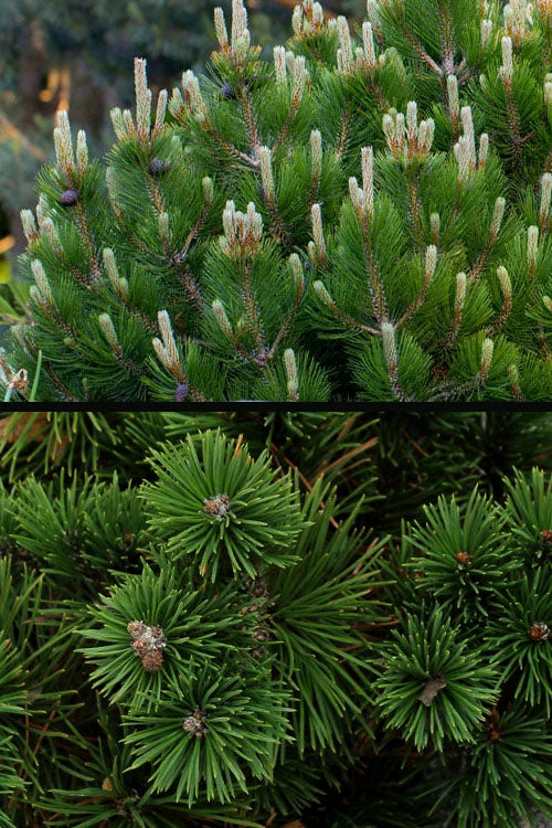  Pumilio Dwarf Swiss Mountain Mugo Pine Sculptured Topiary - 5 Gallon Pot