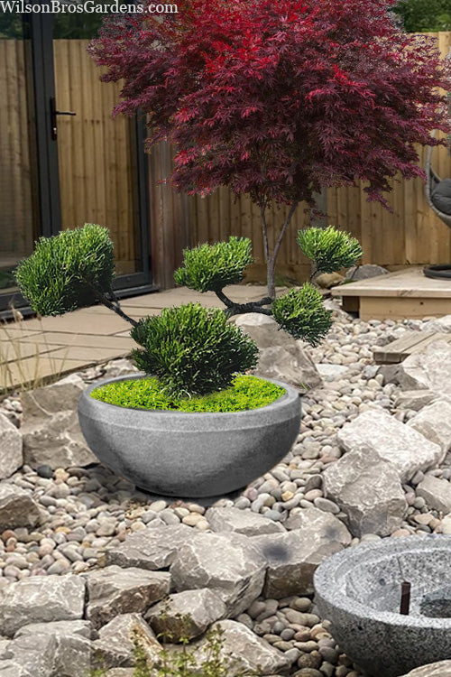  Pumilio Dwarf Swiss Mountain Mugo Pine Sculptured Topiary - 5 Gallon Pot