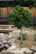  Pumilio Dwarf Swiss Mountain Mugo Pine Topiary Tree - 5 Gallon Pot