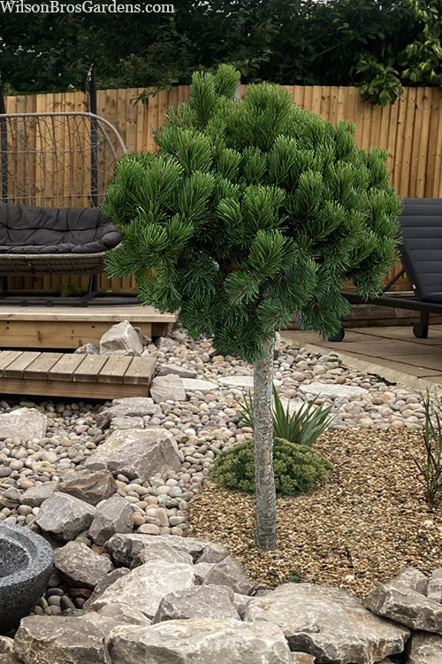  Pumilio Dwarf Swiss Mountain Mugo Pine Topiary Tree - 5 Gallon Pot