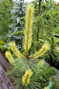  Golden Austrian Pine (Pinus Nigra 'Aurea') - 1 Gallon Pot