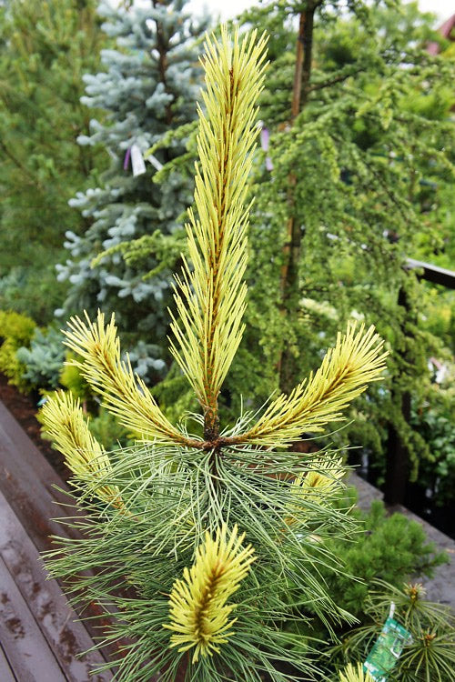  Golden Austrian Pine (Pinus Nigra 'Aurea') - 1 Gallon Pot