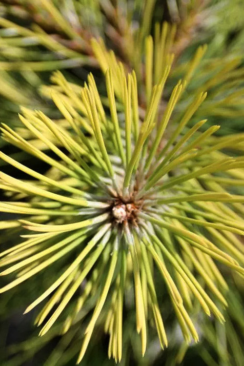  Golden Austrian Pine (Pinus Nigra 'Aurea') - 1 Gallon Pot