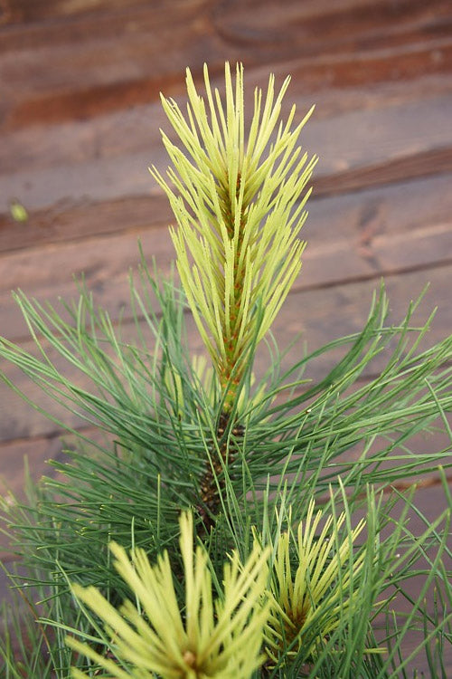  Golden Austrian Pine (Pinus Nigra 'Aurea') - 1 Gallon Pot