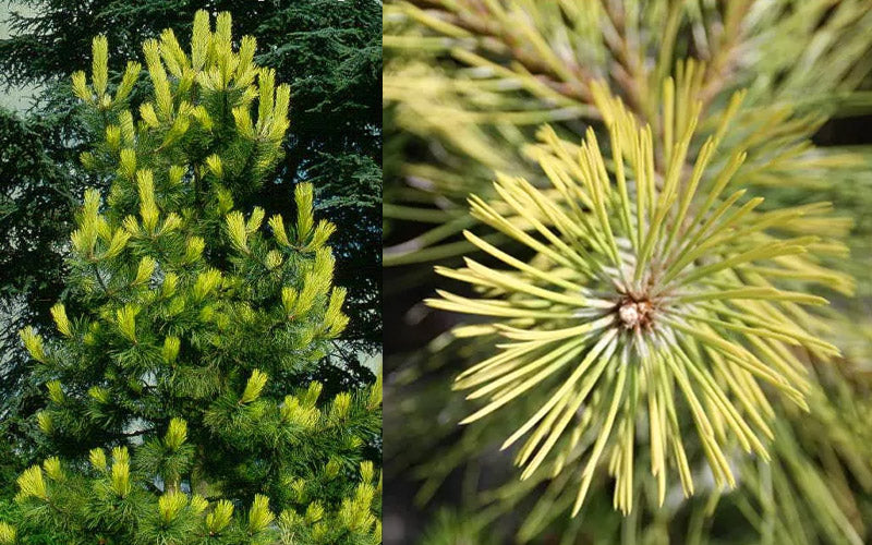  Golden Austrian Pine (Pinus Nigra 'Aurea') - 1 Gallon Pot