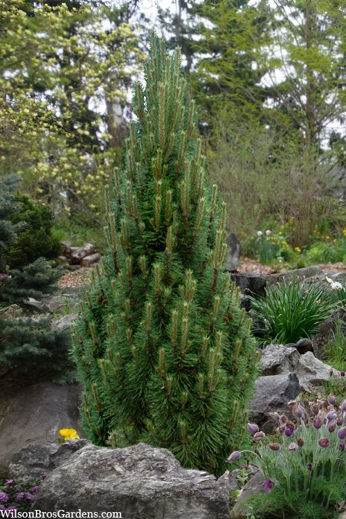  Frank's Columnar Austrian Black Pine (Pinus Nigra) - 5 Gallon Pot