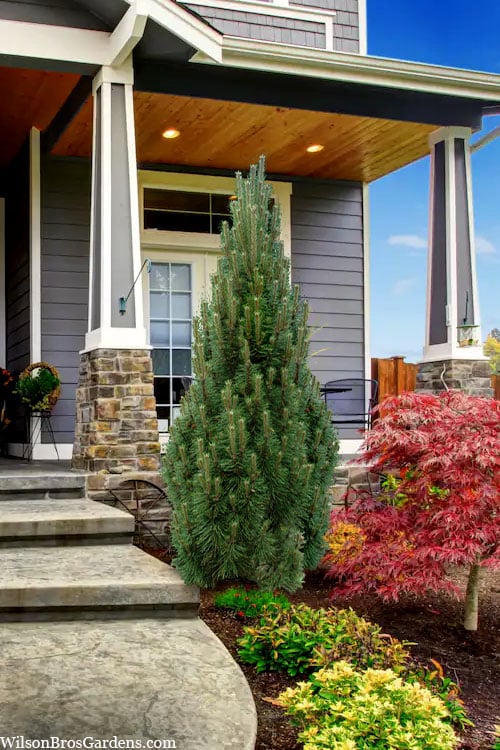  Frank's Columnar Austrian Black Pine (Pinus Nigra) - 5 Gallon Pot