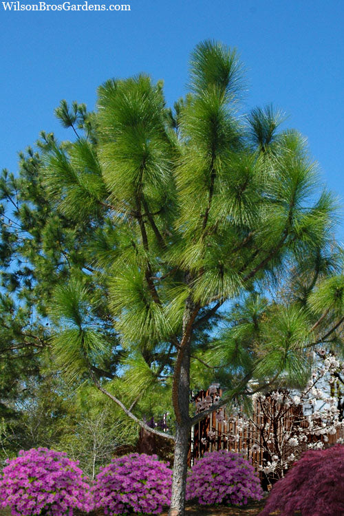  Southern Yellow Long Leaf Pine Tree (Pinus Palustris) - 7 Gallon Pot (4-5')
