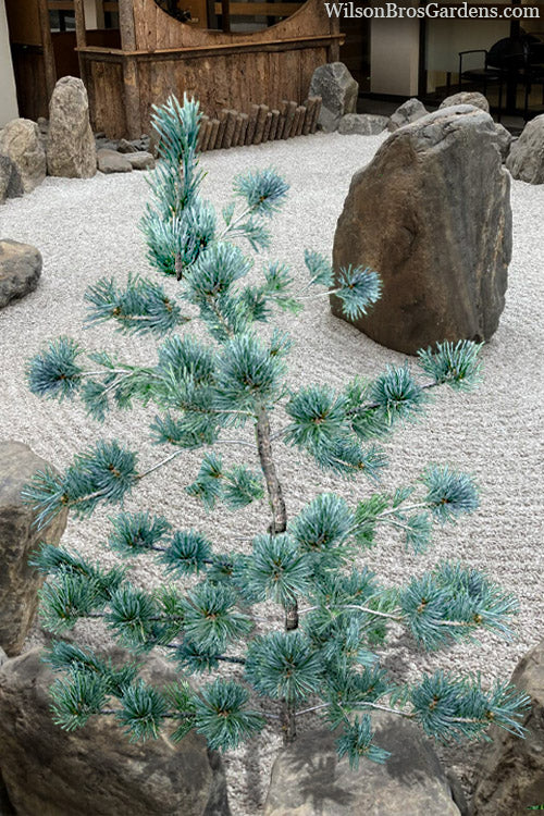  Aizu Goyo Japanese White Pine - 1 Gallon Pot