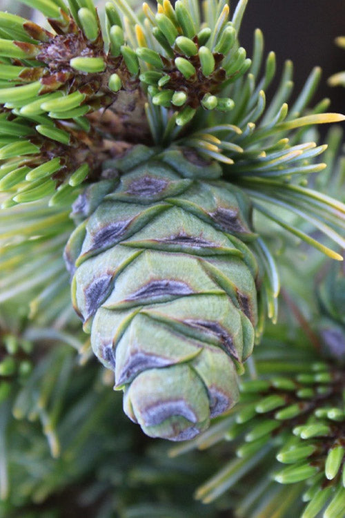  Azuma Japanese White Pine - 1 Gallon Pot