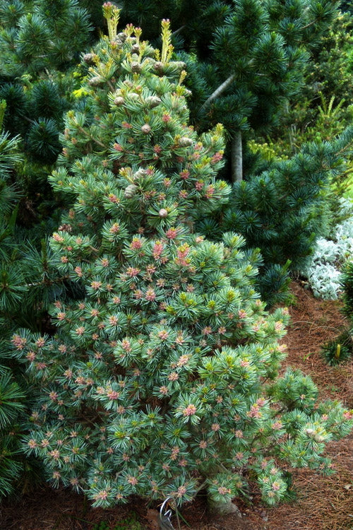  Azuma Japanese White Pine - 3 Gallon Pot
