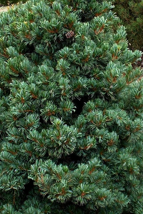  Azuma Japanese White Pine - 1 Gallon Pot
