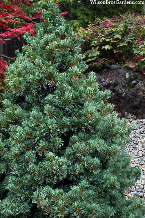  Azuma Japanese White Pine - 1 Gallon Pot
