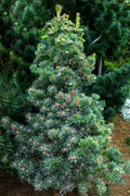  Azuma Japanese White Pine - 1 Gallon Pot
