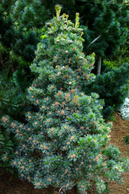  Azuma Japanese White Pine - 3 Gallon Pot