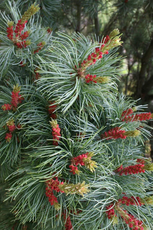  Bergman Japanese White Pine (Pinus Parviflora) - 3 Gallon Pot