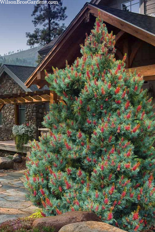  Bergman Japanese White Pine (Pinus Parviflora) - 3 Gallon Pot