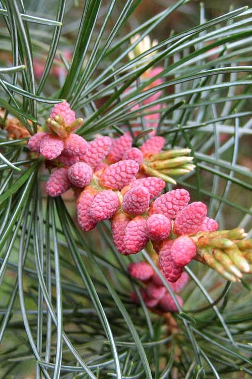  Japanese White Pine (Pinus Parviflora 'Glauca') - 5 Gallon Pot