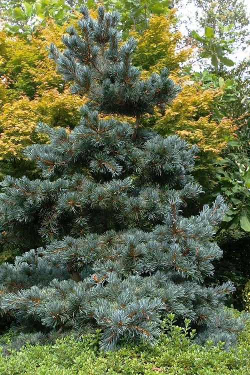  Japanese White Pine (Pinus Parviflora 'Glauca') - 5 Gallon Pot
