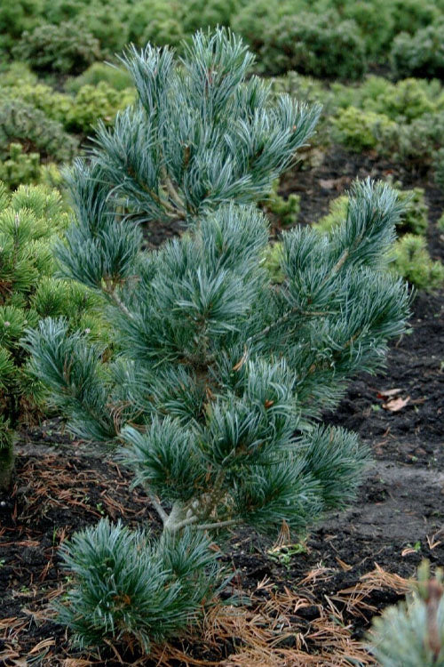  Japanese White Pine (Pinus Parviflora 'Glauca') - 3 Gallon Pot