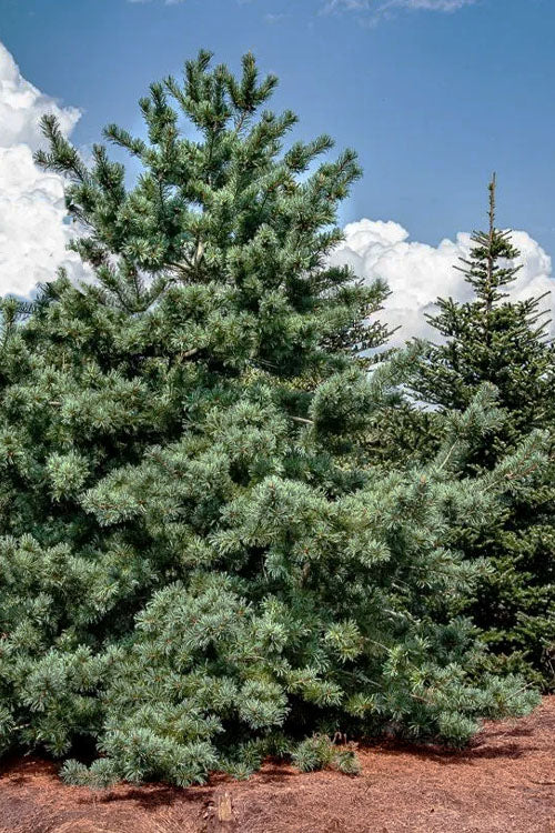  Japanese White Pine (Pinus Parviflora 'Glauca') - 3 Gallon Pot