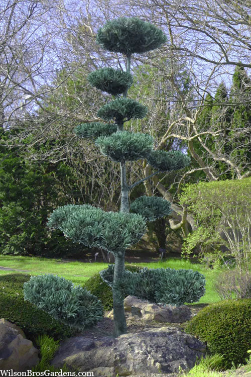  Tempelhof Japanese White Pine - 1 Gallon Pot