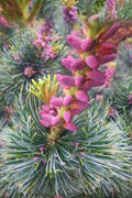  Japanese White Pine (Pinus Parviflora 'Glauca') - 5 Gallon Pot