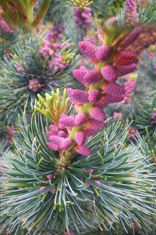  Japanese White Pine (Pinus Parviflora 'Glauca') - 3 Gallon Pot