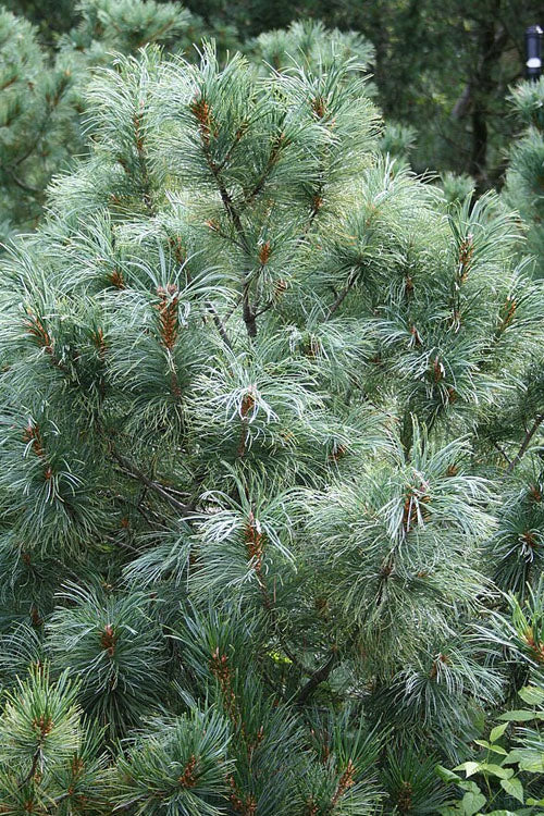  Japanese White Pine (Pinus Parviflora 'Glauca') - 3 Gallon Pot