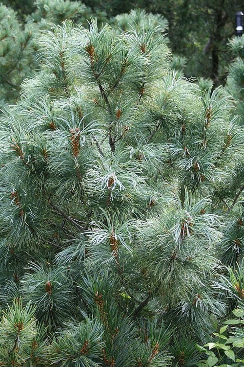  Japanese White Pine (Pinus Parviflora 'Glauca') - 5 Gallon Pot