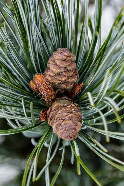  Japanese White Pine (Pinus Parviflora 'Glauca') - 3 Gallon Pot