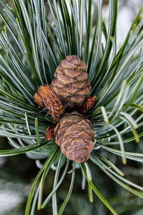  Japanese White Pine (Pinus Parviflora 'Glauca') - 5 Gallon Pot