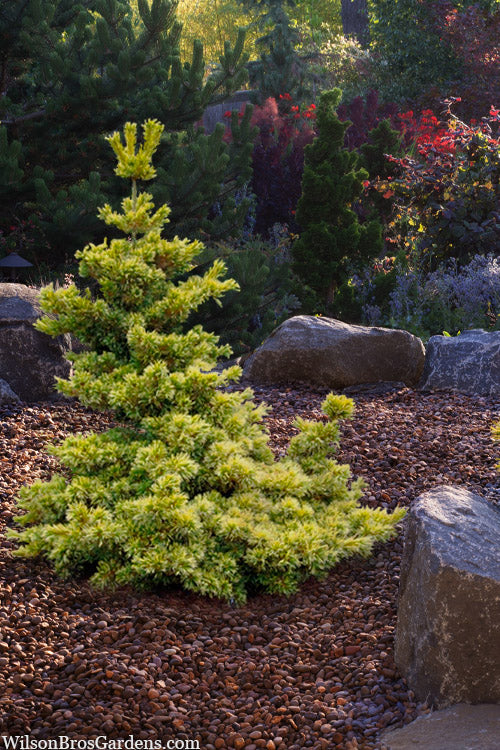  Goldilocks Japanese White Pine - 2 Gallon Pot
