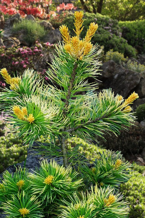  Goldilocks Japanese White Pine - 2 Gallon Pot