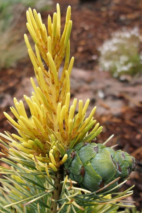  Goldilocks Japanese White Pine - 2 Gallon Pot