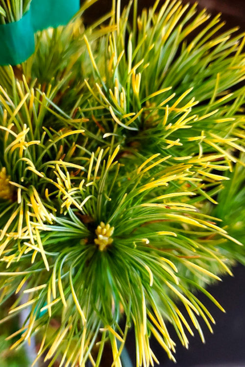  Goldilocks Japanese White Pine - 2 Gallon Pot