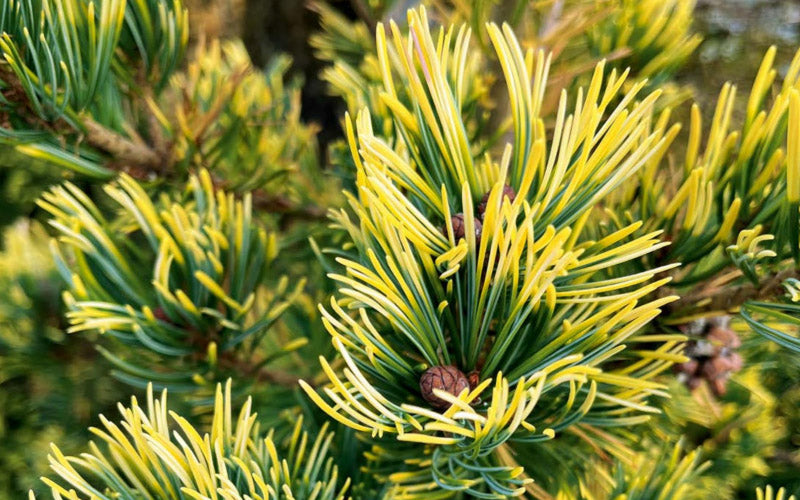  Goldilocks Japanese White Pine - 2 Gallon Pot