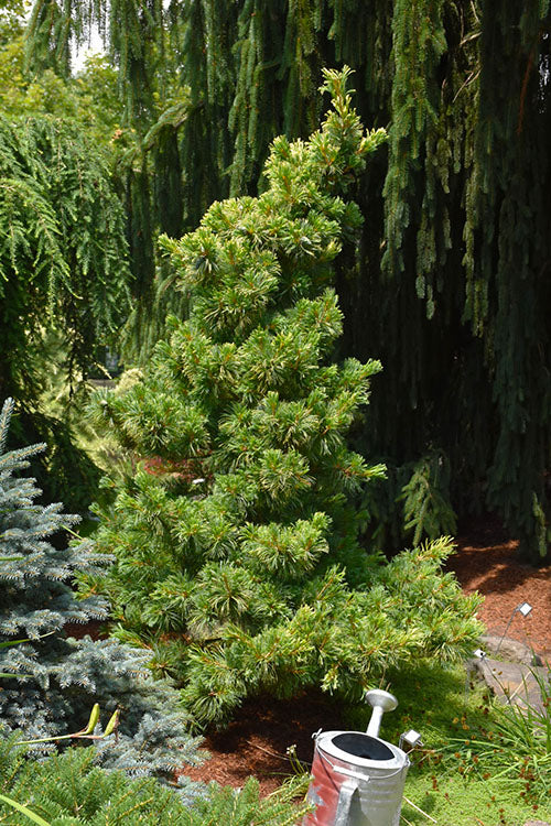  Goldilocks Japanese White Pine - 2 Gallon Pot