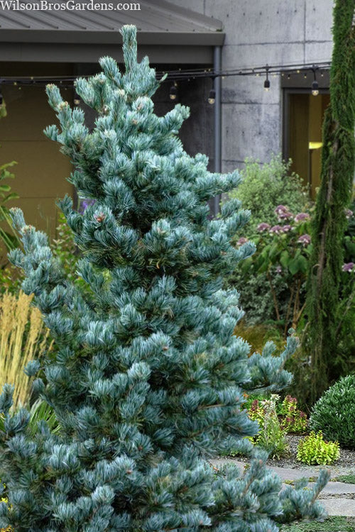  Koru Japanese White Pine - 3 Gallon Pot