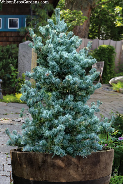  Koru Japanese White Pine - 3 Gallon Pot