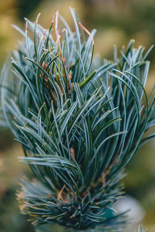  Tempelhof Japanese White Pine - 1 Gallon Pot
