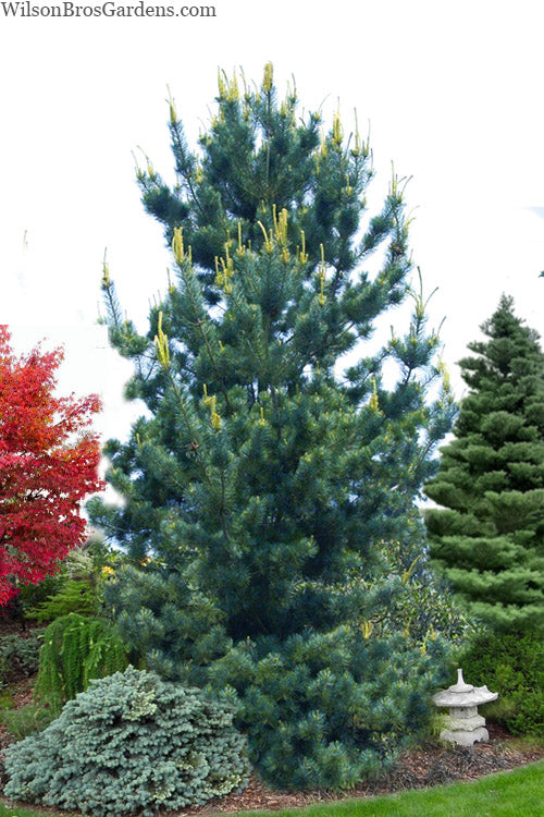  Tempelhof Japanese White Pine - 7 Gallon Pot