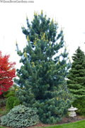  Tempelhof Japanese White Pine - 1 Gallon Pot