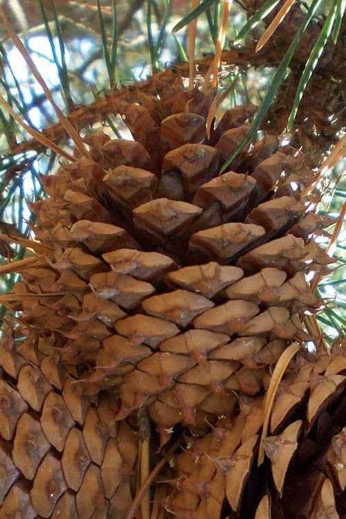  Table Mountain Pine Tree (Pinus Pungens) - 3 Gallon Pot