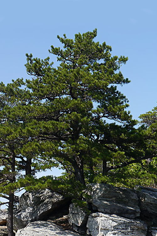  Table Mountain Pine Tree (Pinus Pungens) - 3 Gallon Pot