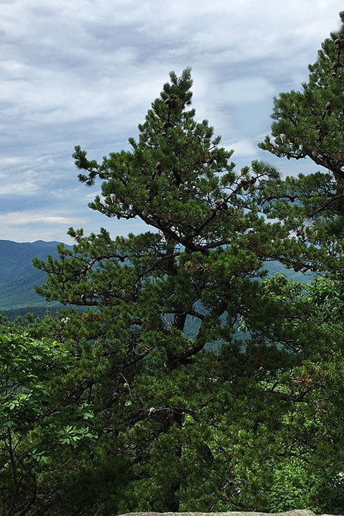  Table Mountain Pine Tree (Pinus Pungens) - 3 Gallon Pot